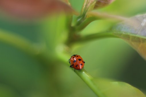 Free Ladybug Insect photo and picture