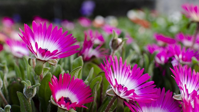 Blomster, Lilla Blomster