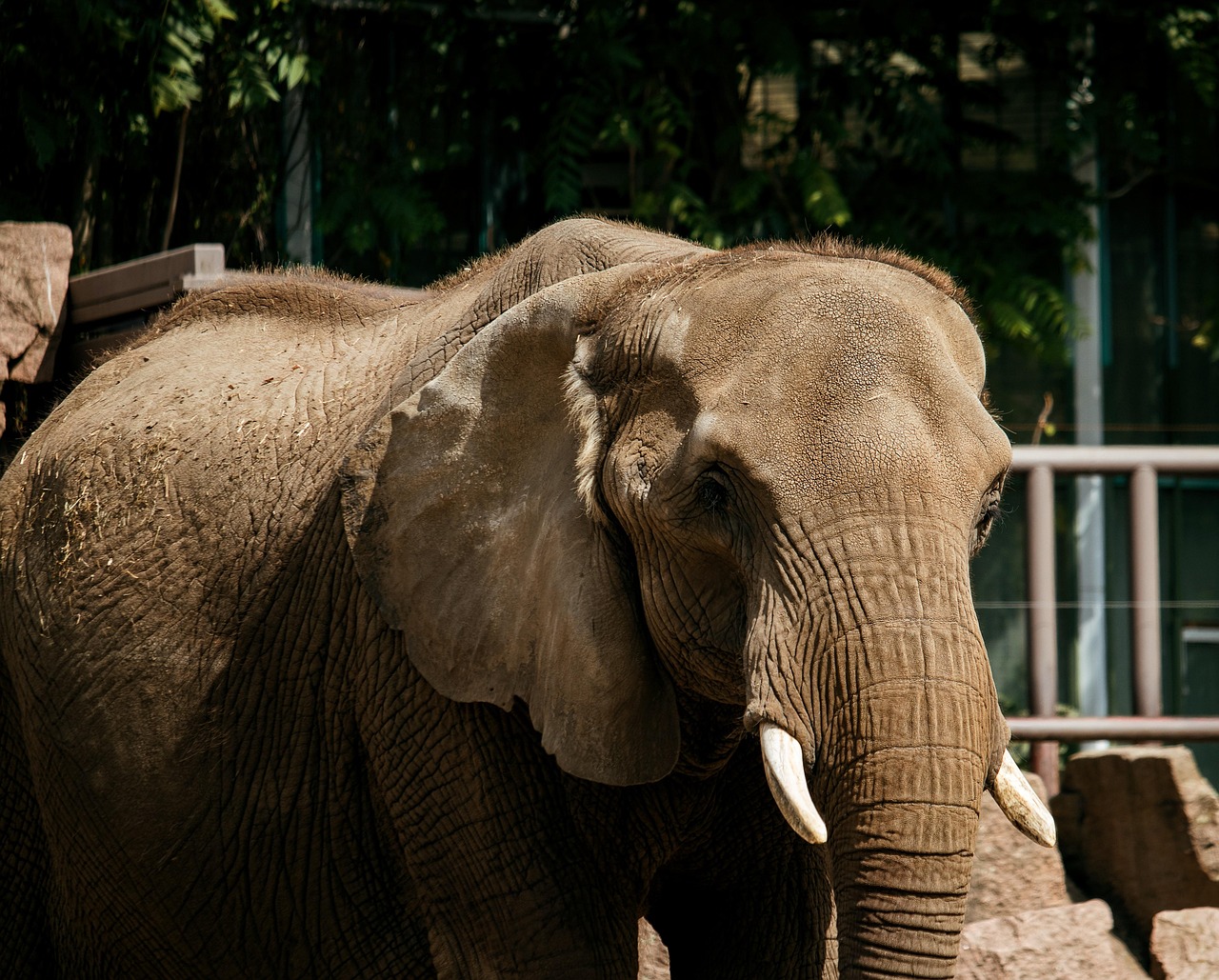 Elephant Mammal Animal - Free photo on Pixabay - Pixabay