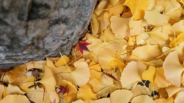 Free Leaves Autumn photo and picture