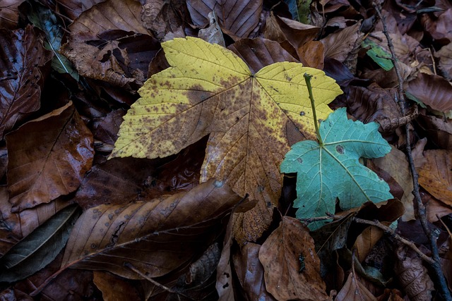 Free Leaves Forest photo and picture
