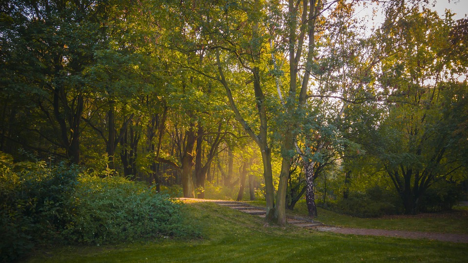 Park Green Trees - Free photo on Pixabay