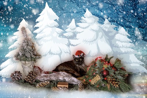 Weihnachten, Haustier, Schnee, Katze