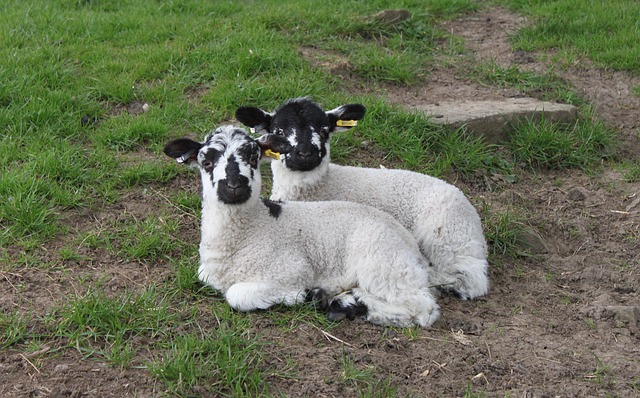Free Lamb Easter photo and picture