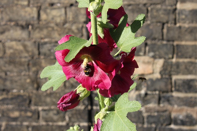 Free Bee Flower photo and picture