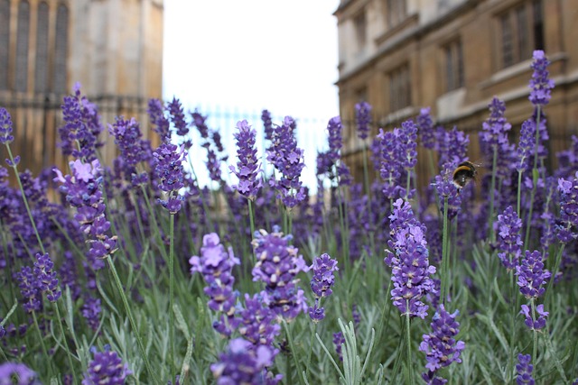 Free England University photo and picture