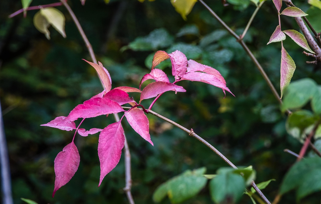 flora-3820105_1280.jpg