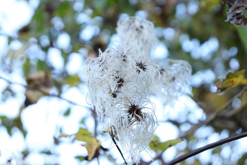 Free White Flower photo and picture