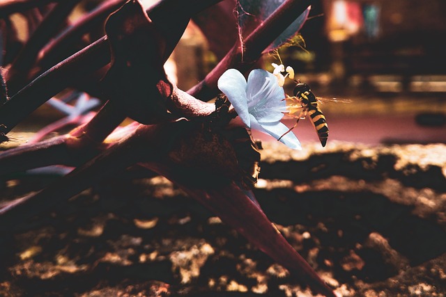 Free Bee Flower photo and picture