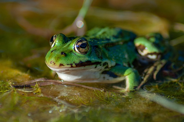 Free Frog Water photo and picture