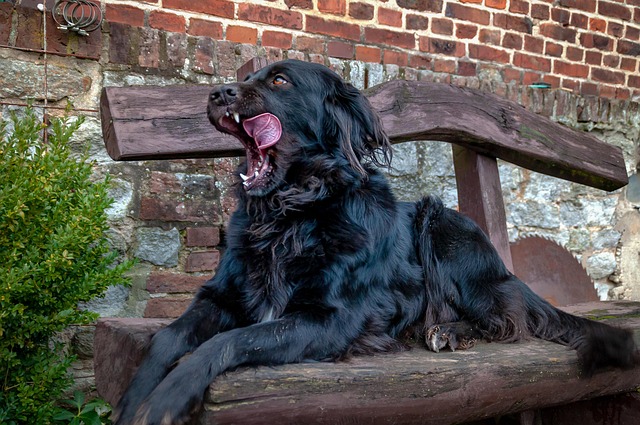 Free Dog Tongue photo and picture