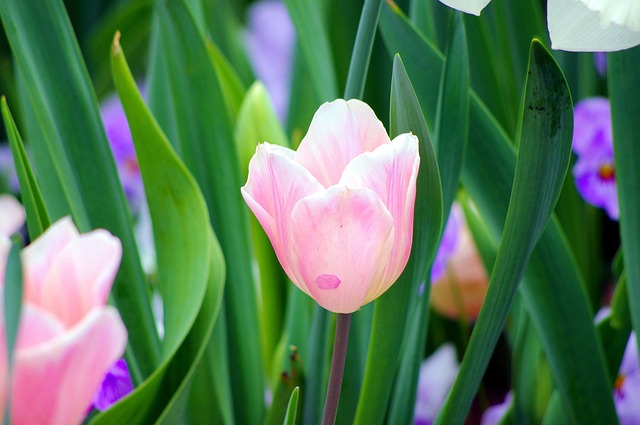 Tulipanes De Color Rosa En Dallas