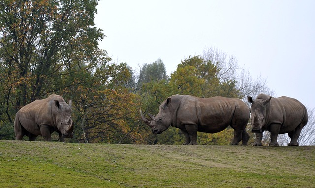 Free Rhino Savannah photo and picture