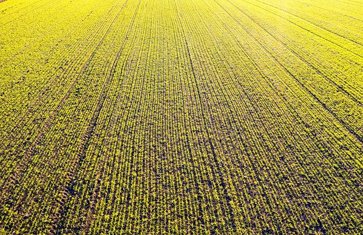 Free Meadow Yellow photo and picture