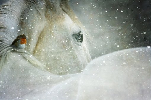 Winter Wonderland, Winter, Snow, Cold