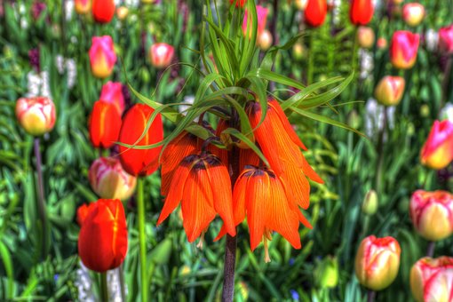 Free Flower Tulips photo and picture