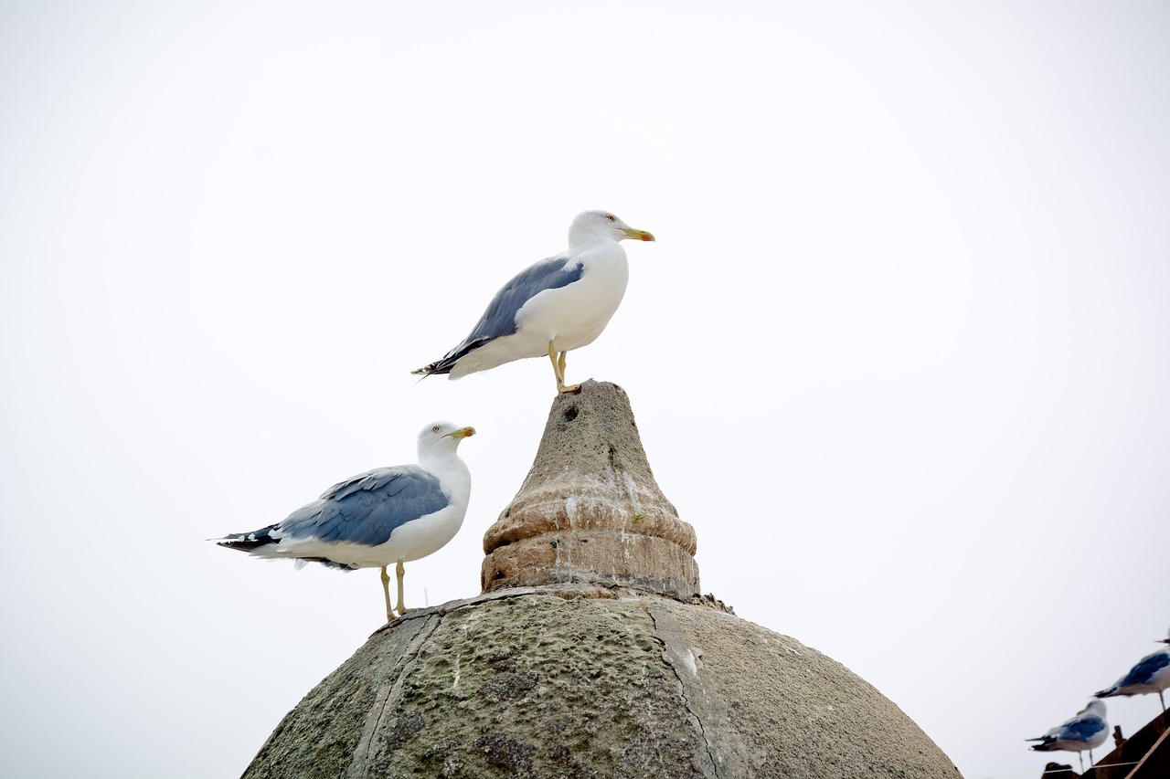 Camar Burung Mediterania - Foto gratis di Pixabay - Pixabay