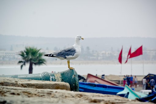 鸥, 地中海海鸥, 鸟, 动物, 自然, 雀科, 关闭, 羽毛, 水鸟, 海鸟