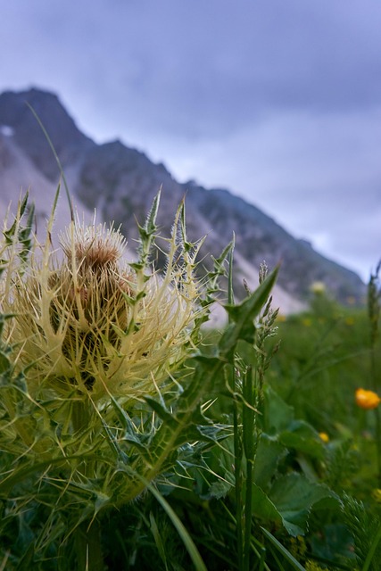 Free Innsbruck Tyrol photo and picture