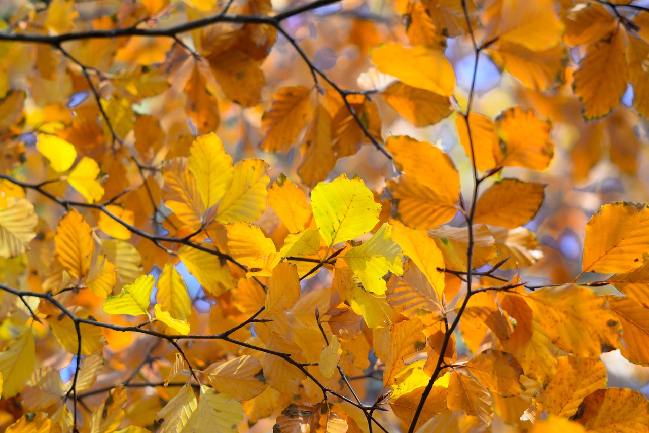 Orange - free online jigsaw puzzle photo