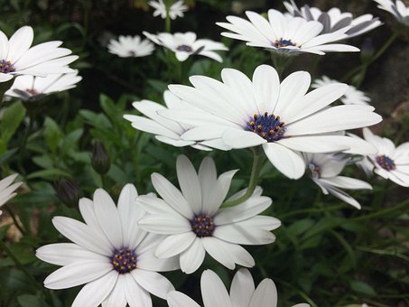 Tusindfryd, Blomster, Forår, Have, Natur