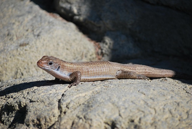 Free Lizard Skink photo and picture