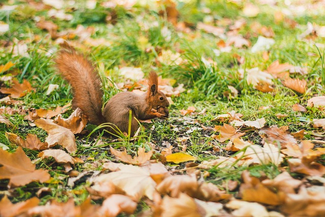 Free Autumn Squirrel photo and picture