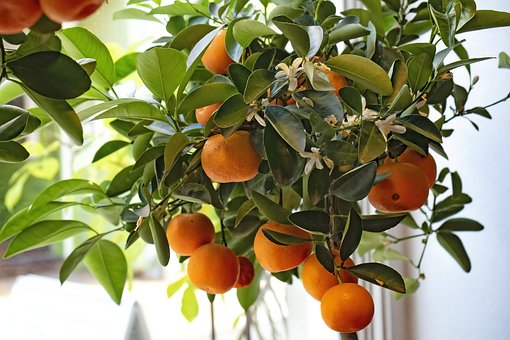 Mandariner, Citrus Plante, Frugt