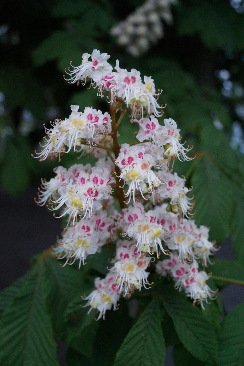 Bloomer Chestnut