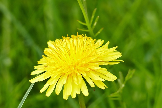 Löwenzahn, Frühling, Blume, Gelb, Blüte