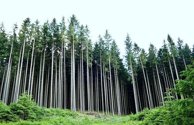 Wald, Bäume, Natur, Landschaft, Fichten