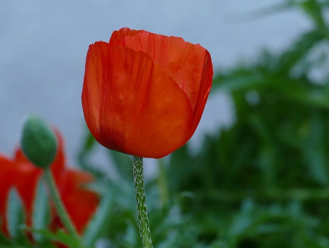 Mohn, Blüte, Garten, Natur, Rot