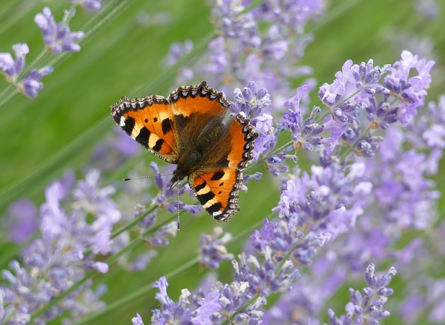 Schmetterling, Natur, Lavendel, Sommer