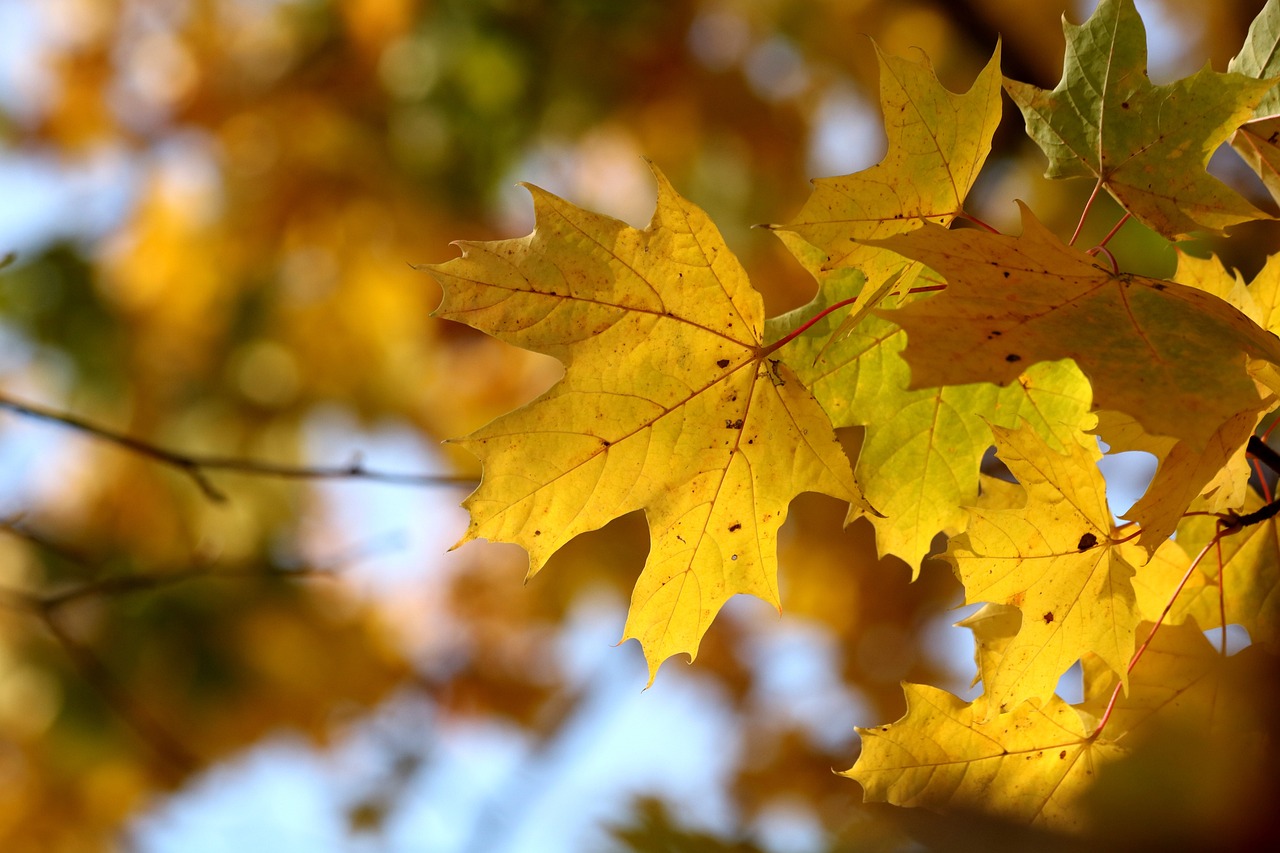 秋 の 葉っぱ – 紅葉のきれいな木 – ZNAPY