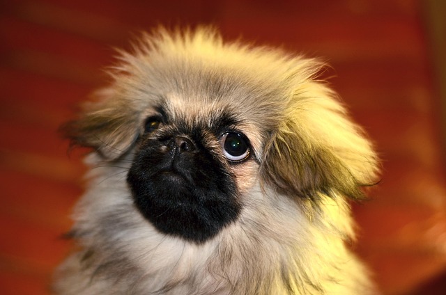 Pekinese, Welpen, Hund, Hübsch, Porträt