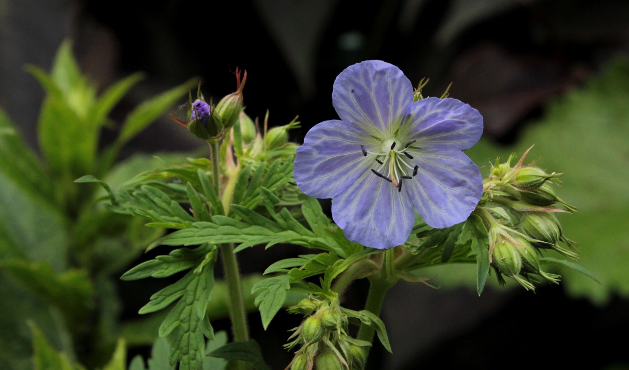 Geranium Nyonya Kendall Clark Foto Gratis Di Pixabay