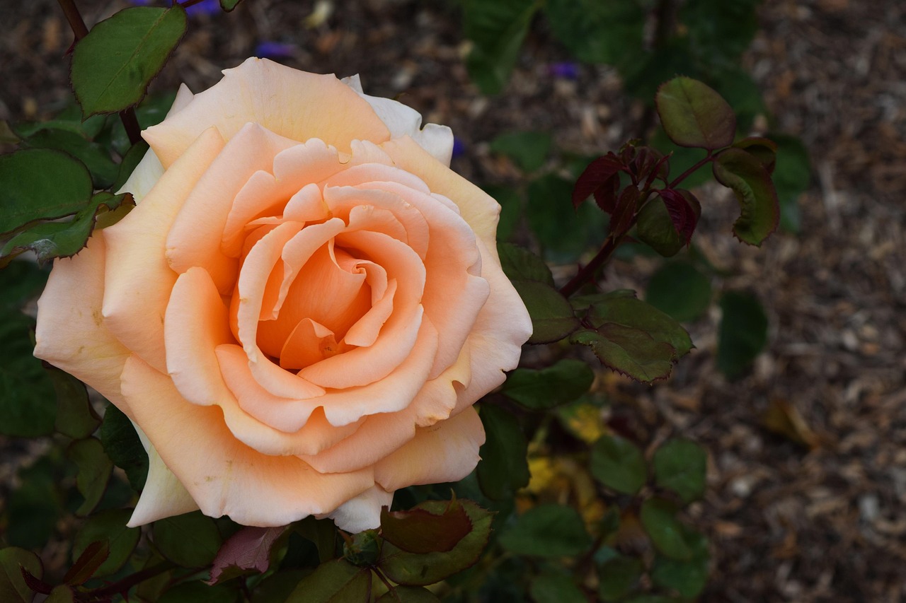 Pastel Rose Fleur Photo Gratuite Sur Pixabay