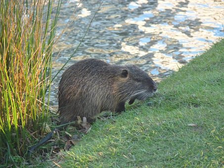 Nutria, Bank, Flod, Natur, Siv, Gnaver