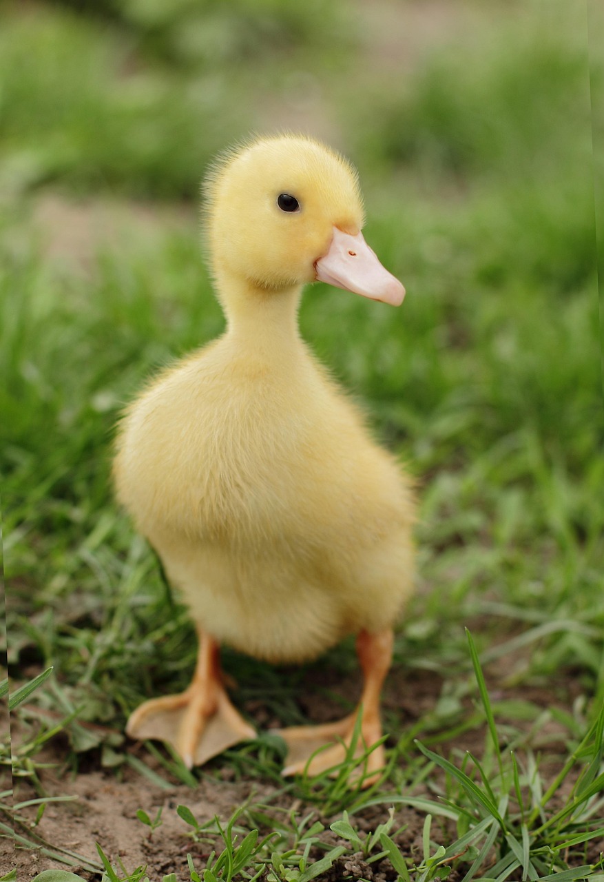 100 000 Free Cute Baby Duck Baby Images Pixabay 100 000 Free Cute Baby Duck Baby Images Pixabay