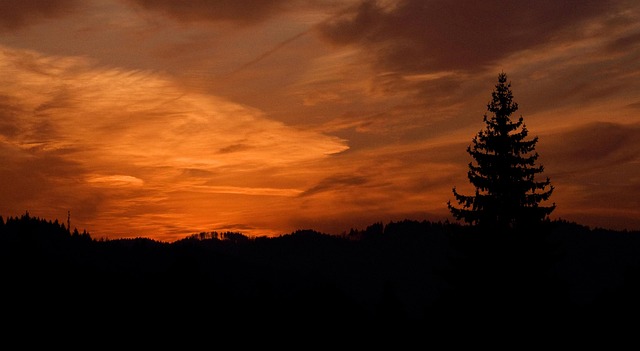 Boom, Land, Bomen, Natuur, Woud, Wolken