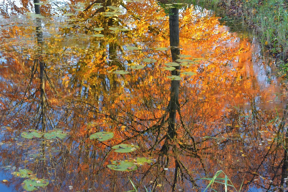 autumn trees nature free photo on pixabay nature colorful