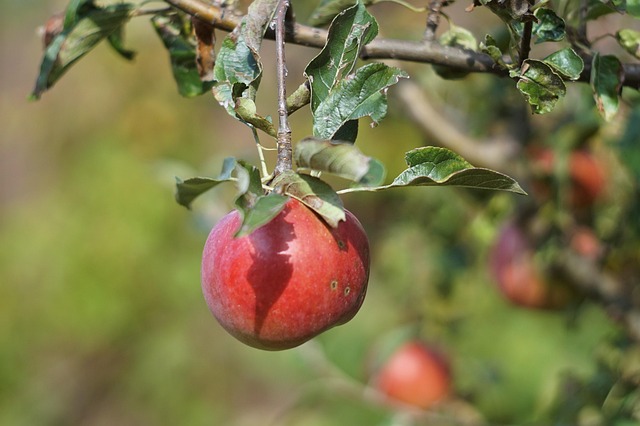 Free Apple Autumn photo and picture