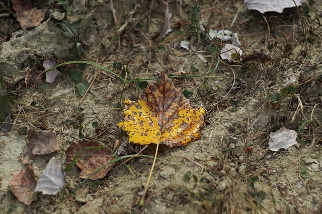 Free Autumn Leaf photo and picture