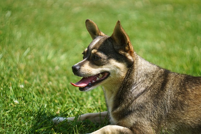 Free Dog Nature photo and picture