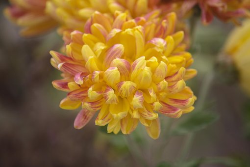 Free Flower Nature photo and picture