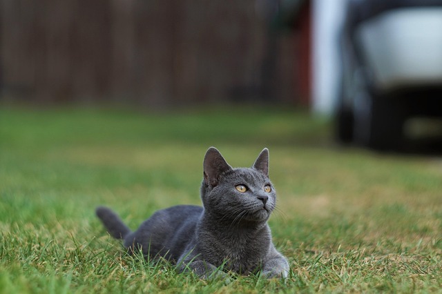 Free Cat Nature photo and picture