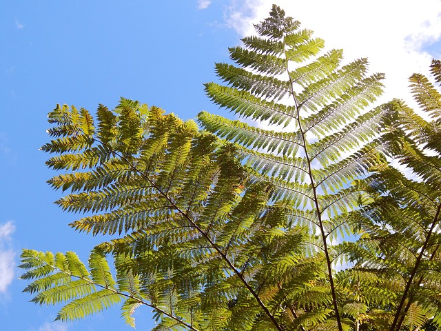 Free Palm Branches photo and picture