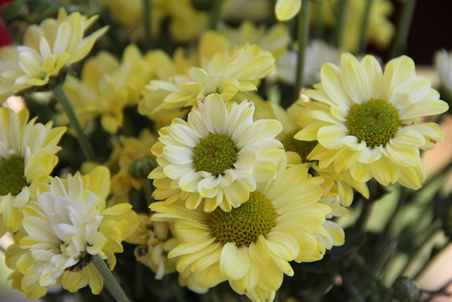 Free Chrysanthemum Flower photo and picture