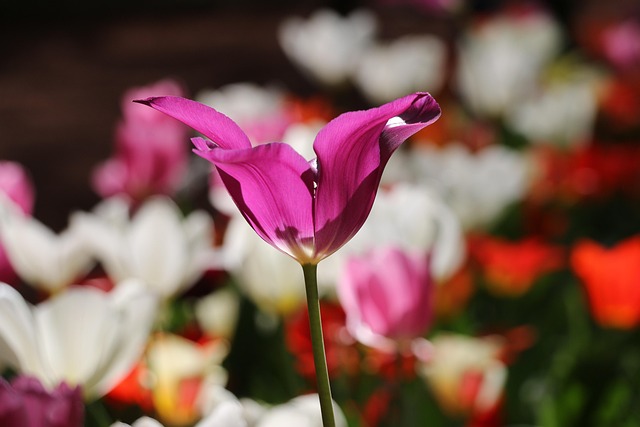 Free Flower Beautiful Flowers photo and picture