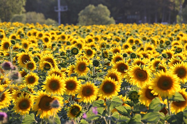 Free Sunflower Yellow photo and picture